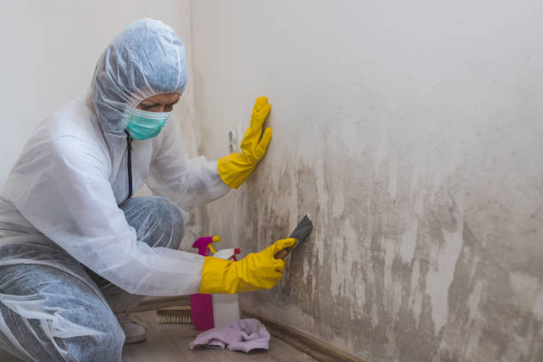 Best Residential Mold Remediation in Merrifield, VA