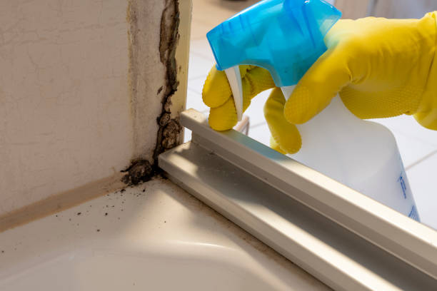 Best Mold Remediation for Specific Building Types in Merrifield, VA