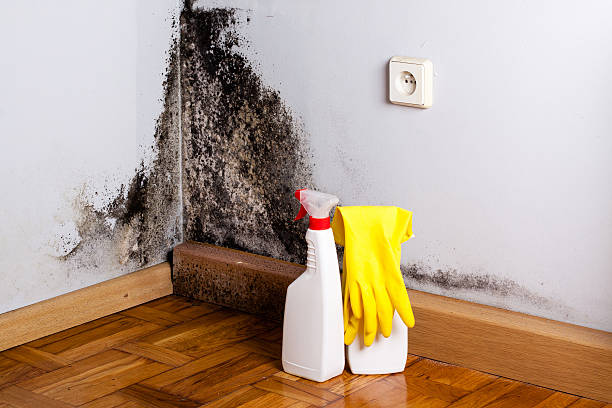 Best Bathroom Mold Remediation in Merrifield, VA