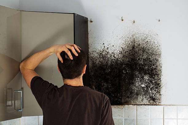 Best Black Mold Remediation in Merrifield, VA