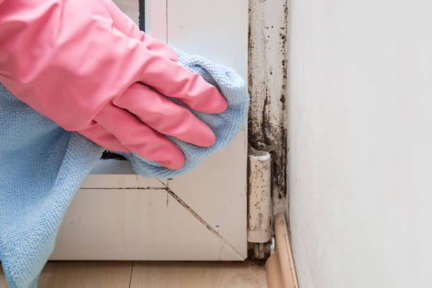 Best DIY Mold Remediation Support Services in Merrifield, VA