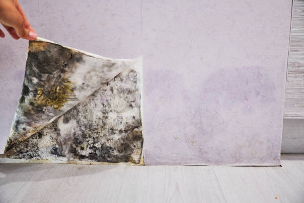 Professional Mold Remediation in Merrifield, VA